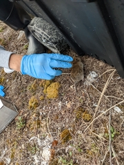 Microtus pennsylvanicus breweri