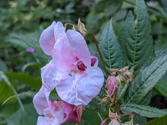 Impatiens glandulifera