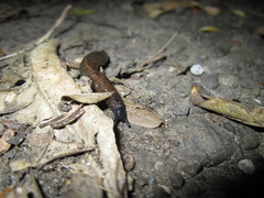 Tandonia