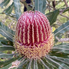 Banksia menziesii
