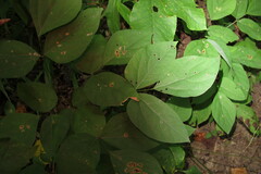 Hylodesmum nudiflorum