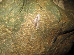 Geometridae