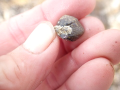 Austrominius modestus