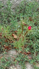 Portulaca grandiflora