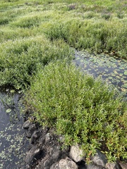 Persicaria hydropiperoides