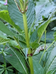 Impatiens glandulifera