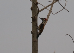 Dinopium benghalense