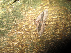 Geometridae