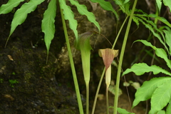 Arisaema