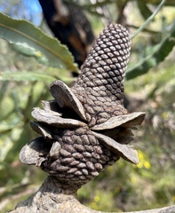 Banksia menziesii