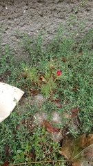 Portulaca grandiflora