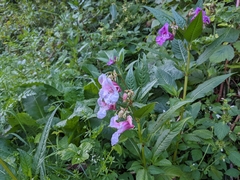 Impatiens glandulifera