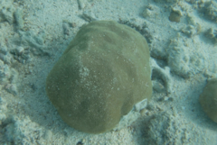 Porites