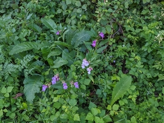 Impatiens glandulifera