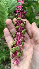 Phytolacca americana