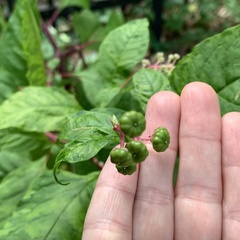 Phytolacca americana