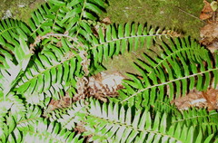 Polystichum acrostichoides