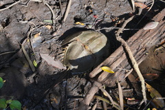 Tachypleus tridentatus