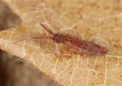 Orchesella flavescens
