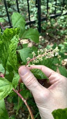 Phytolacca americana