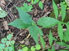 Asclepias quadrifolia