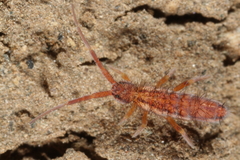 Orchesella flavescens