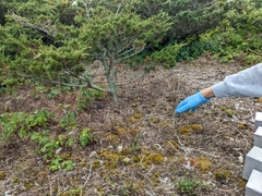 Microtus pennsylvanicus breweri