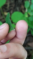 Asclepias quadrifolia