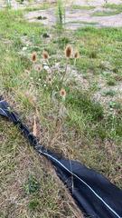 Dipsacus fullonum