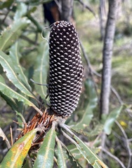 Banksia menziesii