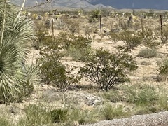 Larrea tridentata