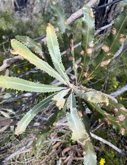 Banksia menziesii