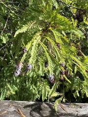 Taxodiomyia cupressiananassa