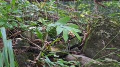 Maianthemum racemosum