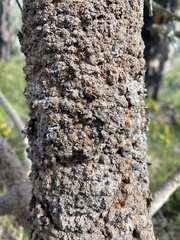 Banksia menziesii