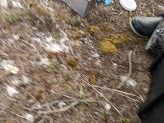 Microtus pennsylvanicus breweri