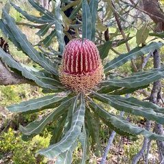 Banksia menziesii