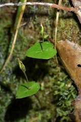 Acianthus sinclairii