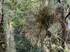 Tillandsia setacea