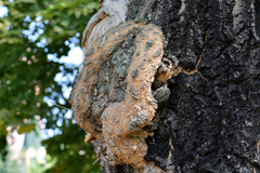 Agrobacterium radiobacter