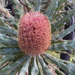 Banksia menziesii