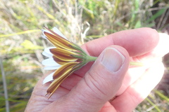 Dimorphotheca nudicaulis