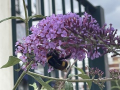 Bombus terrestris