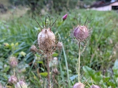 Nigella damascena