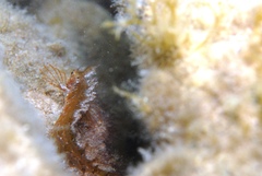 Cristiceps australis