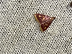 Pyrausta acrionalis