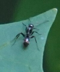 Formica fusca