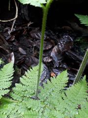 Hypolepis dicksonioides