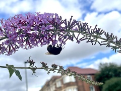 Bombus terrestris