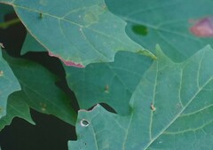 Vasates aceriscrumena